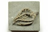 Fossil Crinoid (Barycrinus) - Crawfordsville, Indiana #371583-1